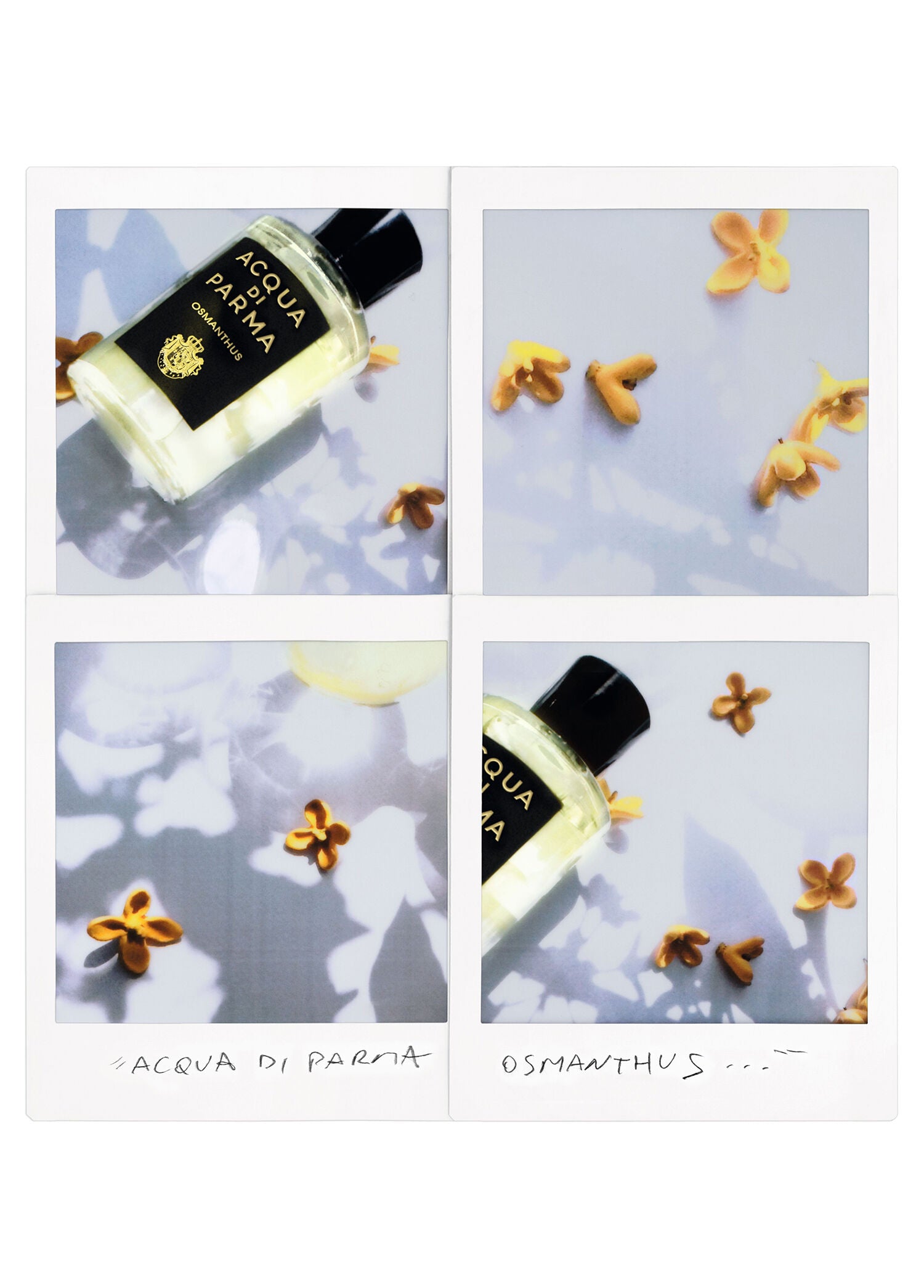 Signature Osmanthus EDP 100 ml Parfüm